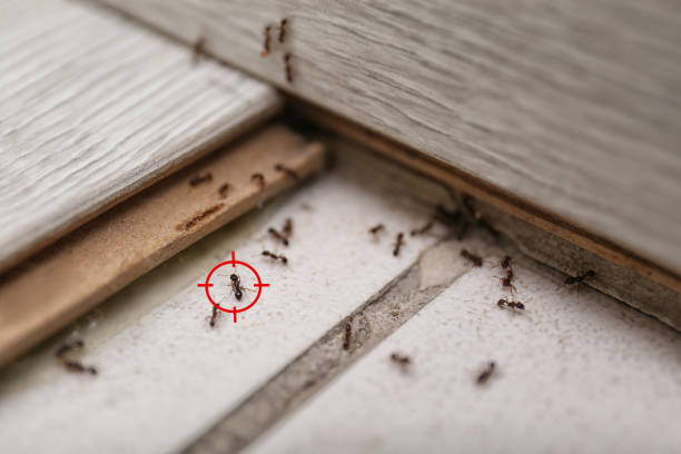 Best Pest Removal Services  in Oak Hill, WV